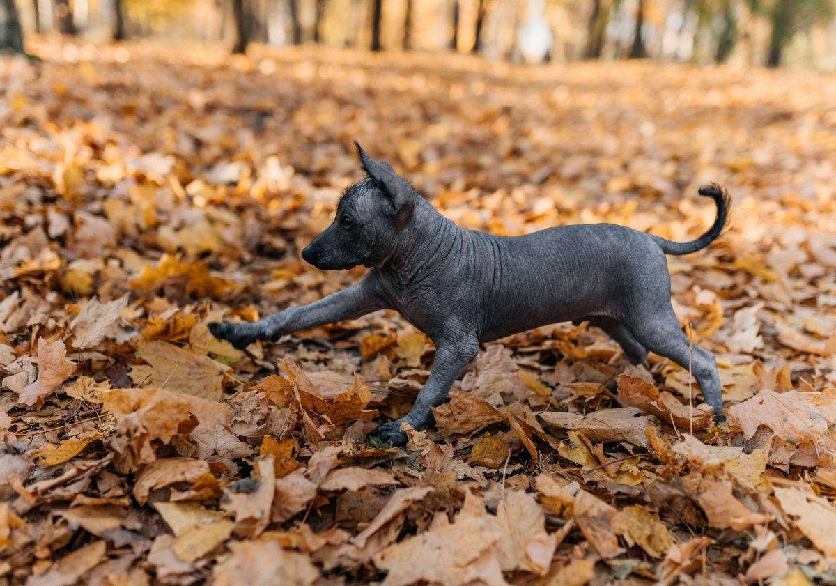 chiot chien nu du Mexique