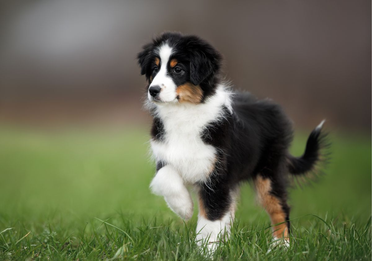 chiot berger américain miniature se baladant dans l'herbe