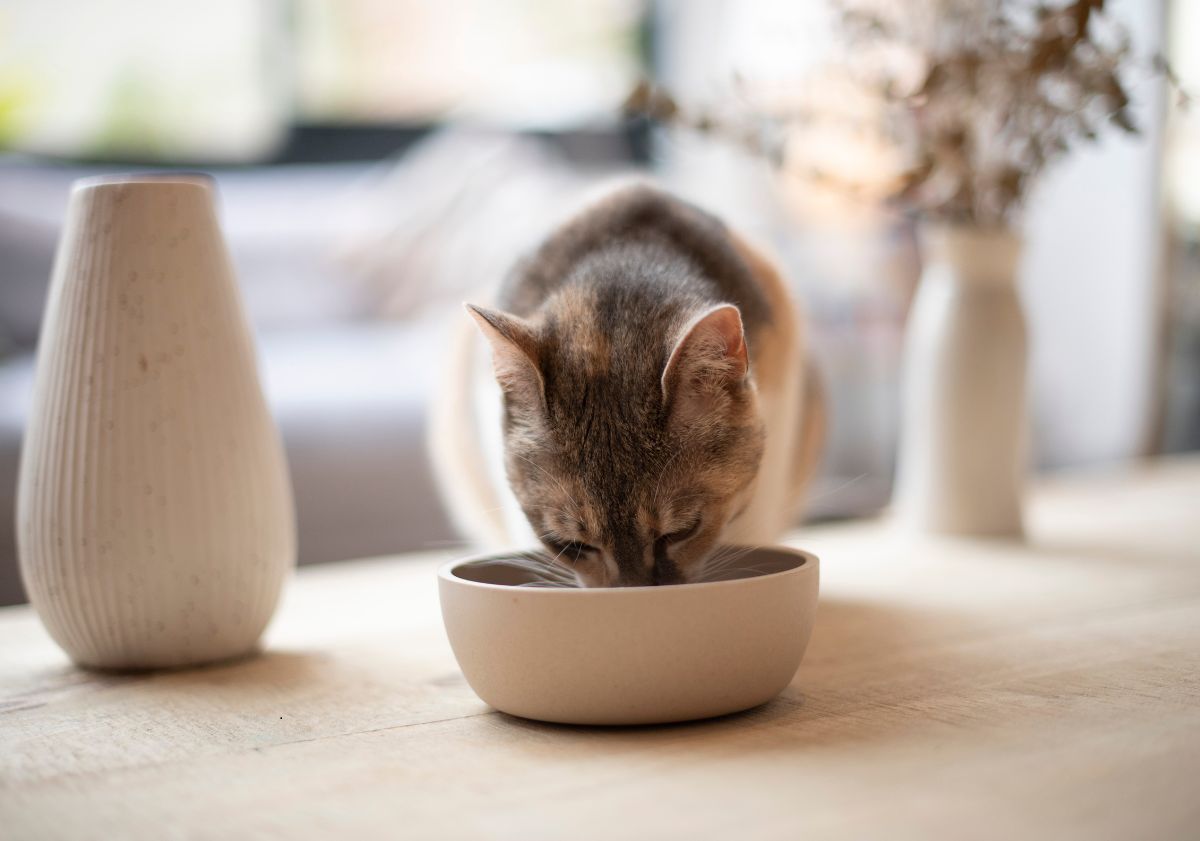 chat qui mange dans sa gamelle