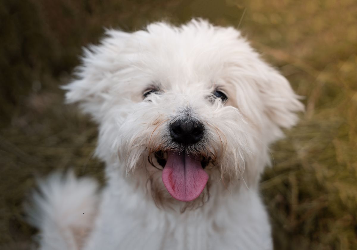bichon frisé tirant la langue dans un pré