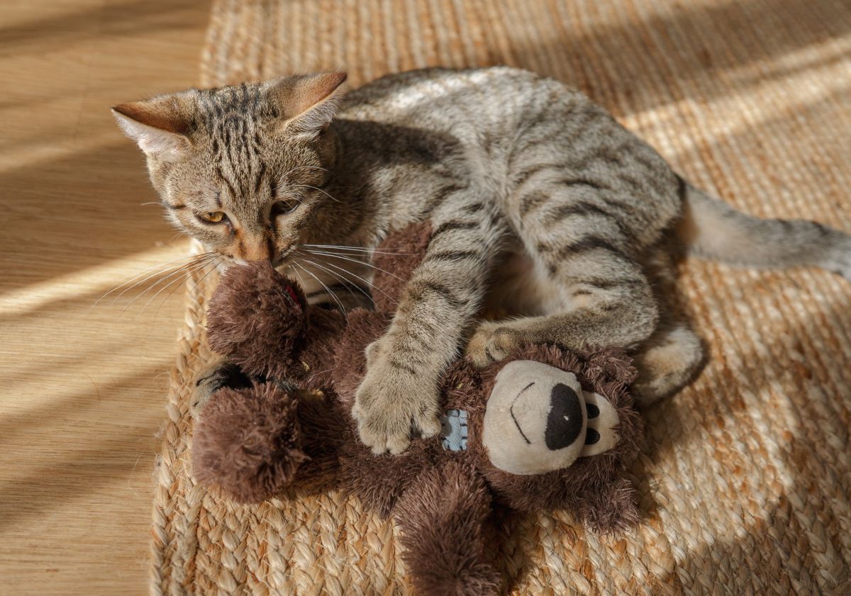 chaton jouant avec sa peluche