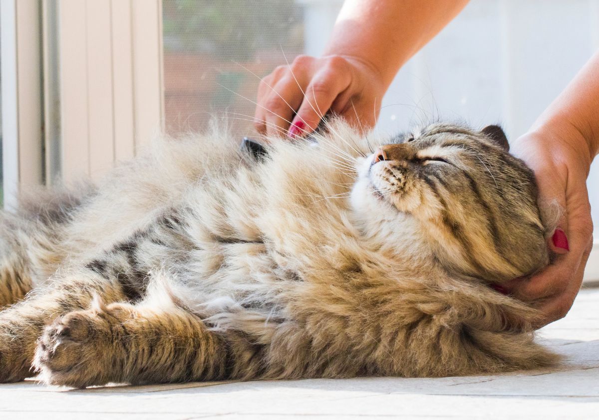 chat se faisant brosser