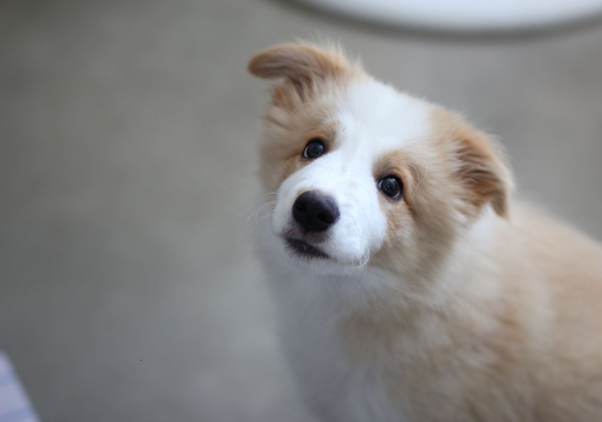 chiot border collie beige et blanc