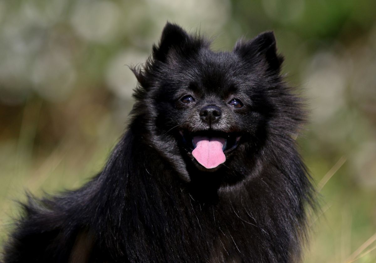 spitz allemand noir tirant la langue