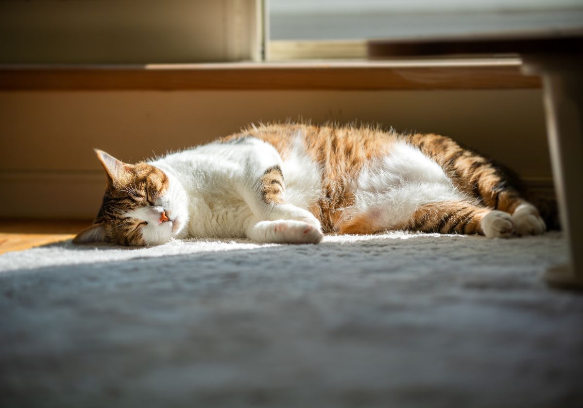 chat roux et blanc allongé au soleil