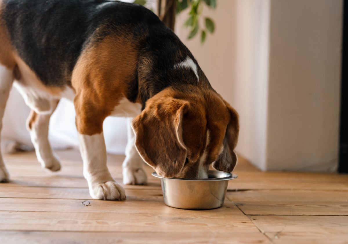 chien mangeant ses croquettes dans sa gamelle