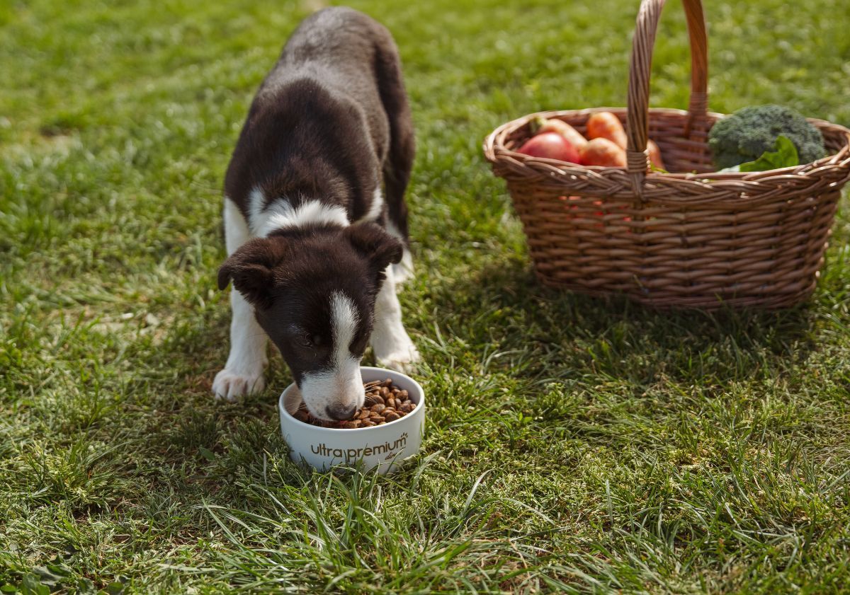 border collie mangeant ses croquettes dans l'herbe