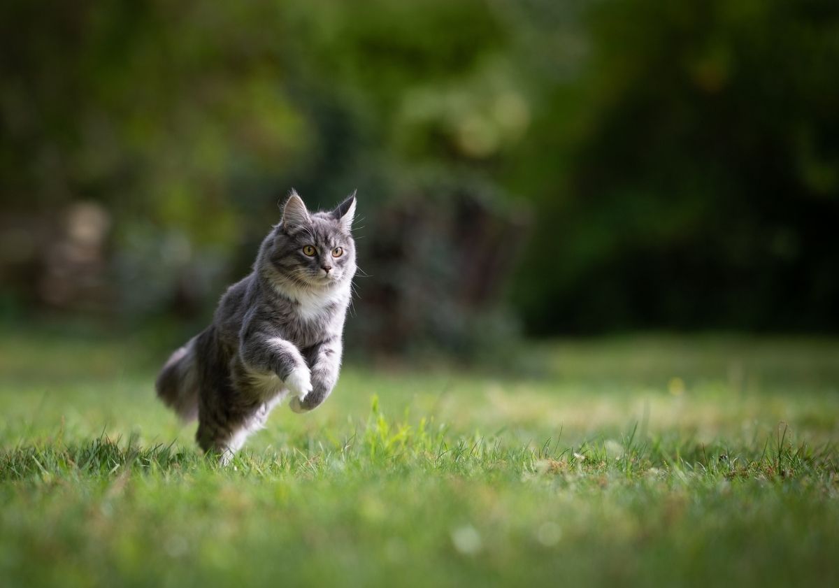 chat sautant dans un pré