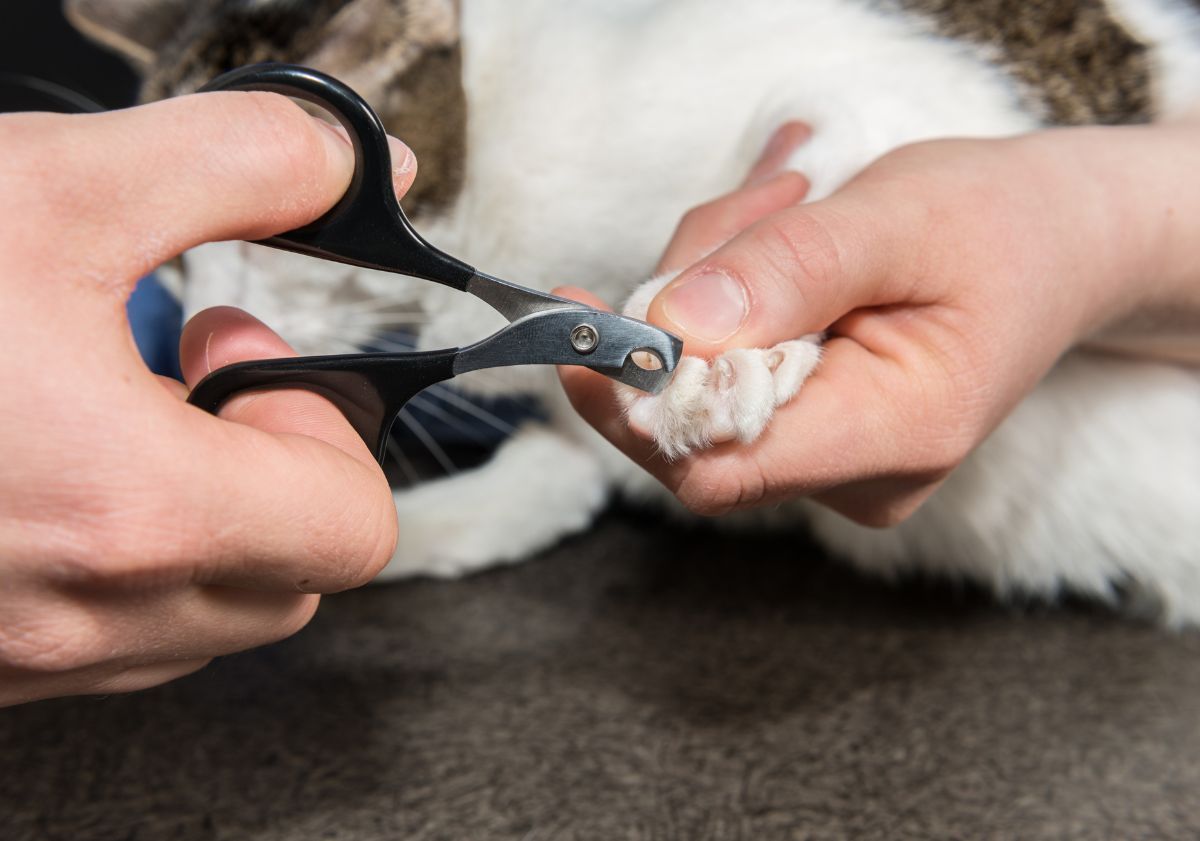 toilettage chat soin des griffes