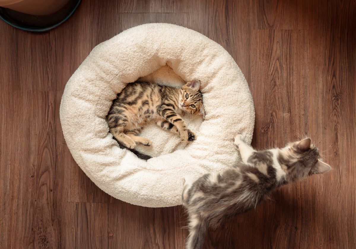chatons jouant dans leur panier