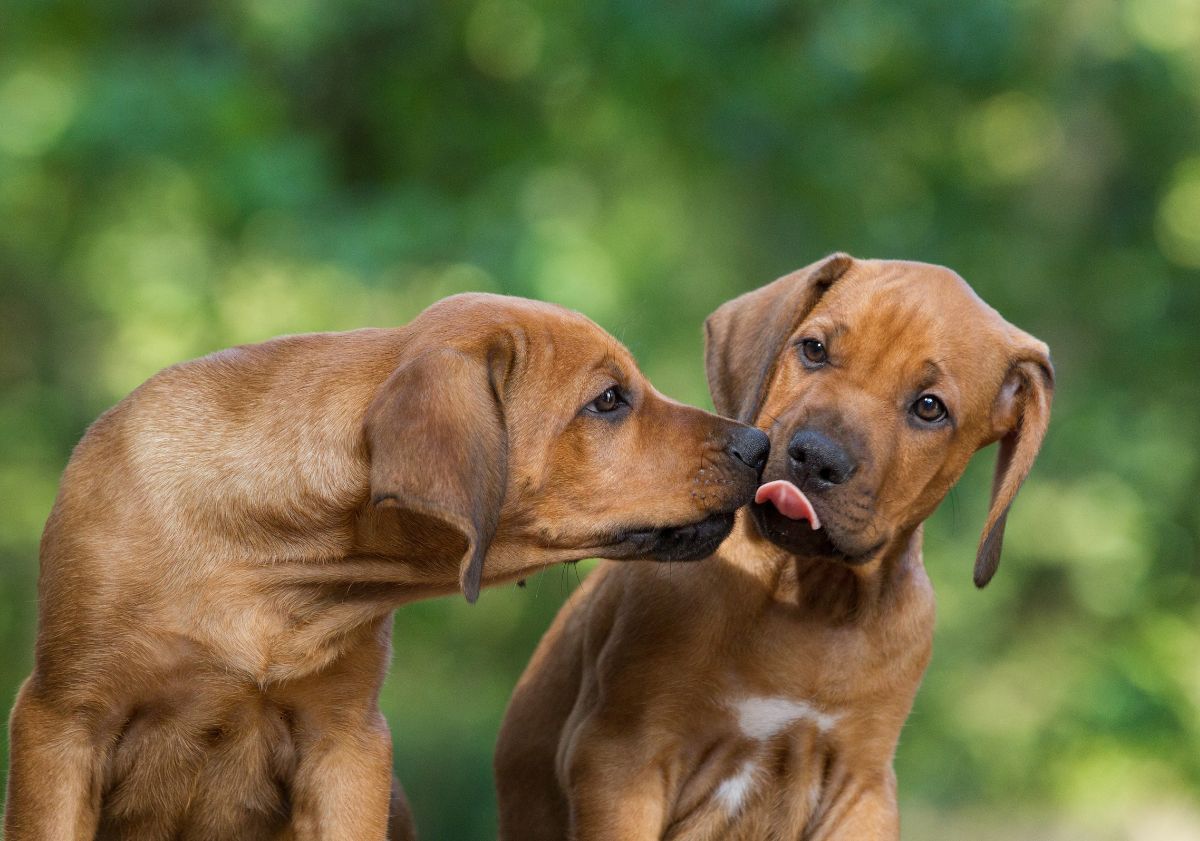 chiots rhodesian ridgeback devant une forêt