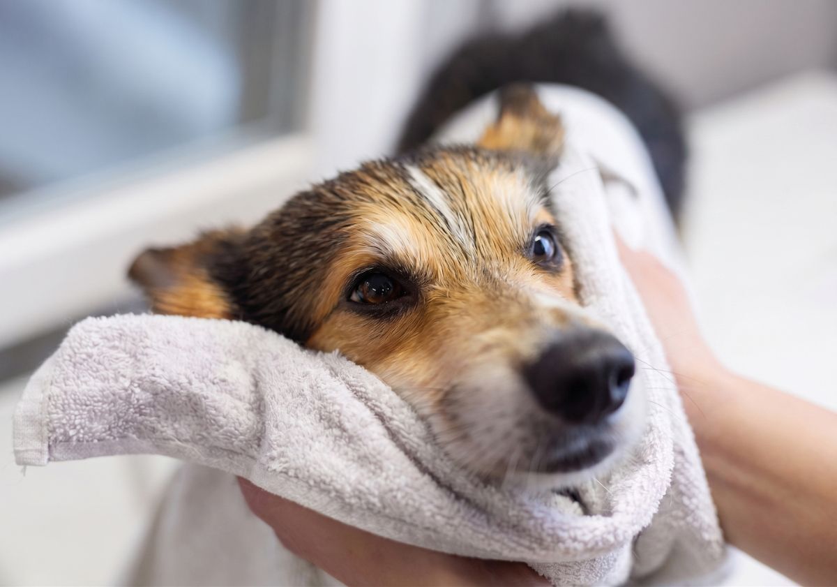 chien se faisant sécher par sa maîtresse