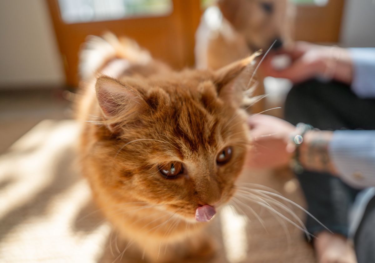 chat tabby roux avec ses propriétaires à la maison