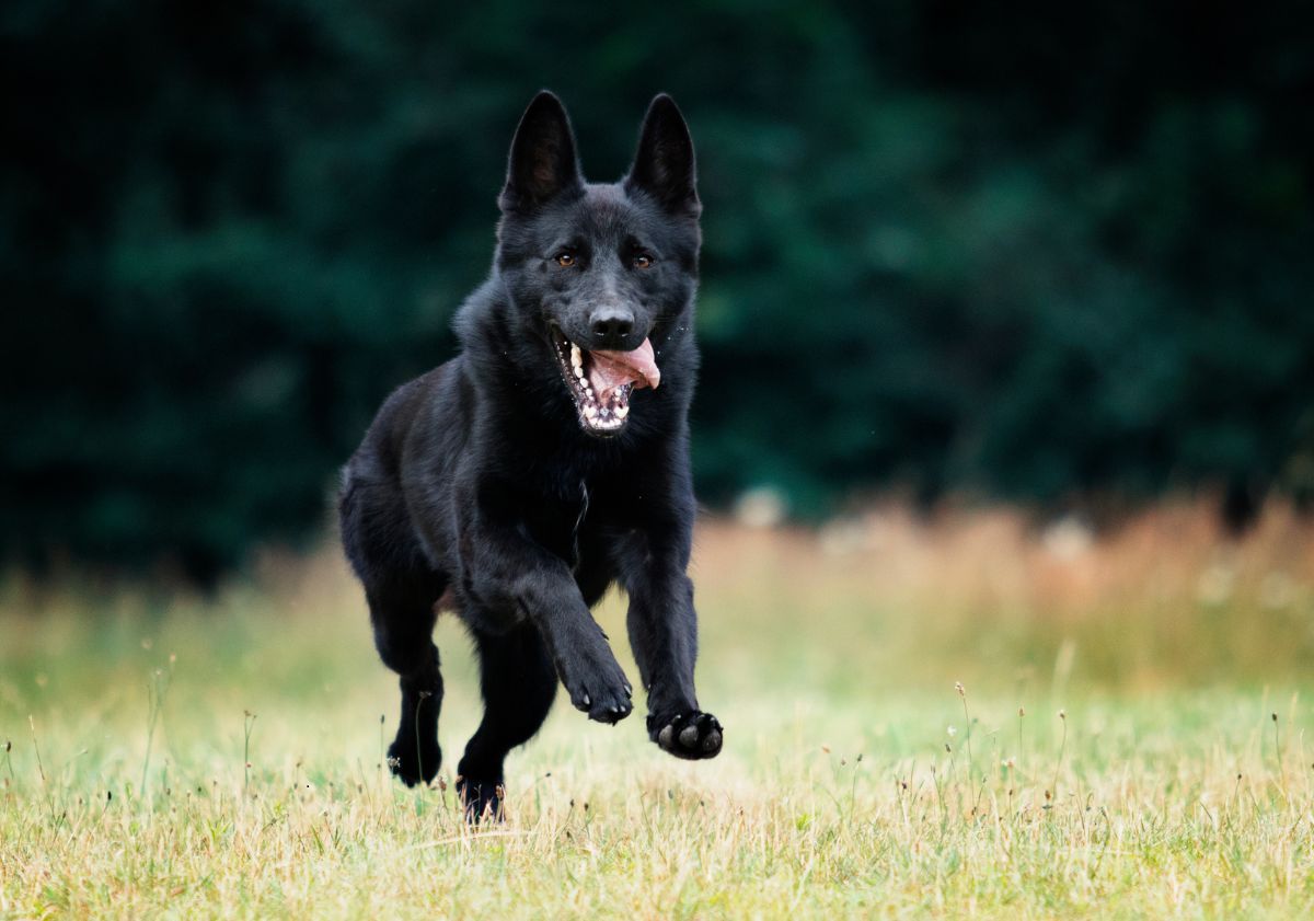 Berger allemand noir courant dans l'herbe