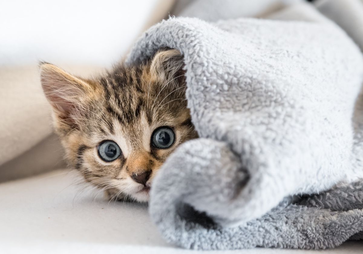 chaton tabby se cachant sous une couverture 