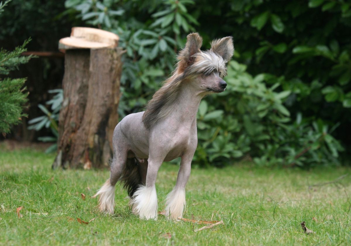 chien chinois à crète gris en extérieur