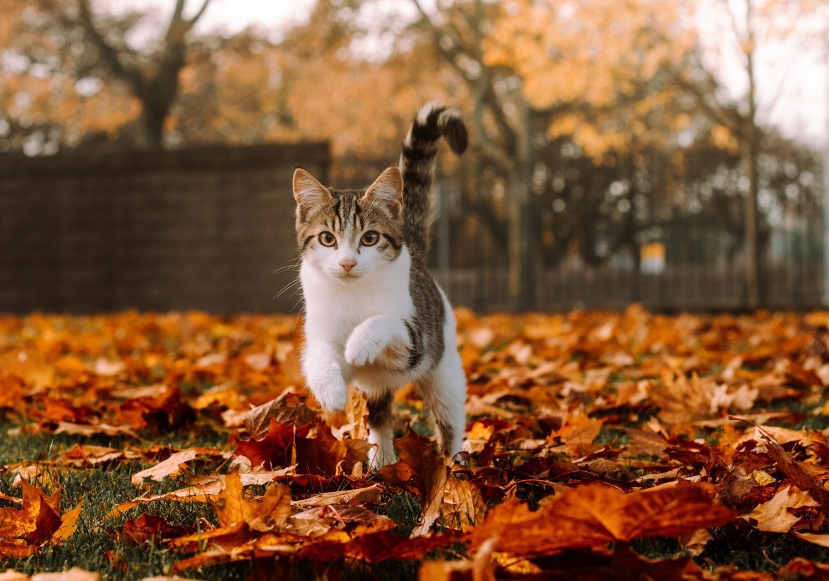 chat tigré et blanc sautant dans les feuilles d'automne