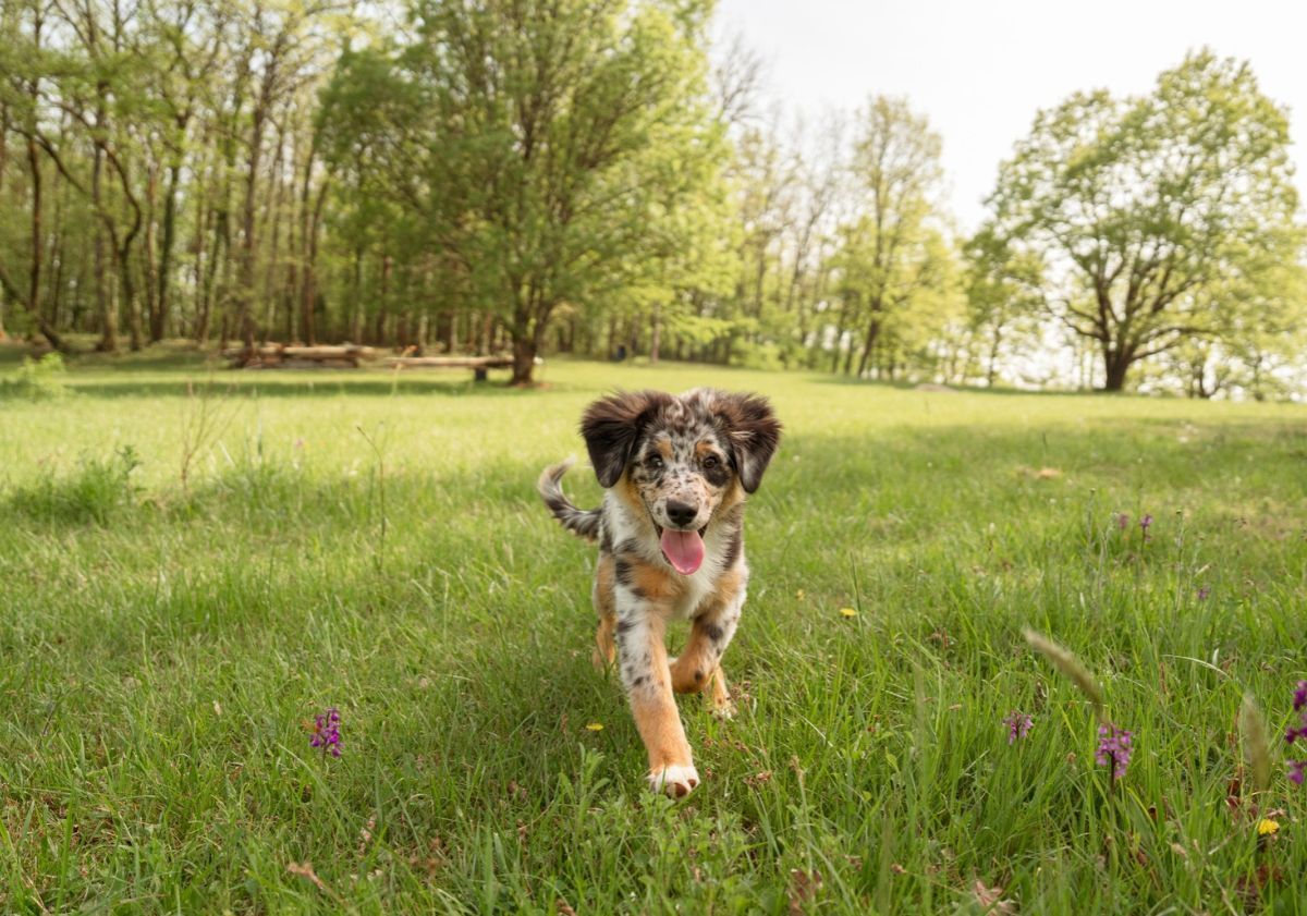 chiot berger australien courant dans un parc