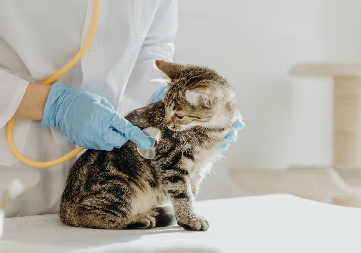 chaton tabby chez le vétérinaire
