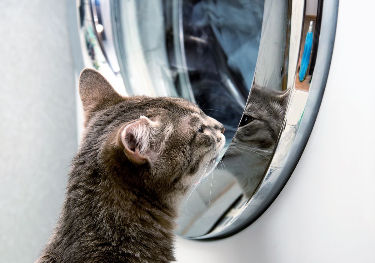 chat à côté d'une machine à laver