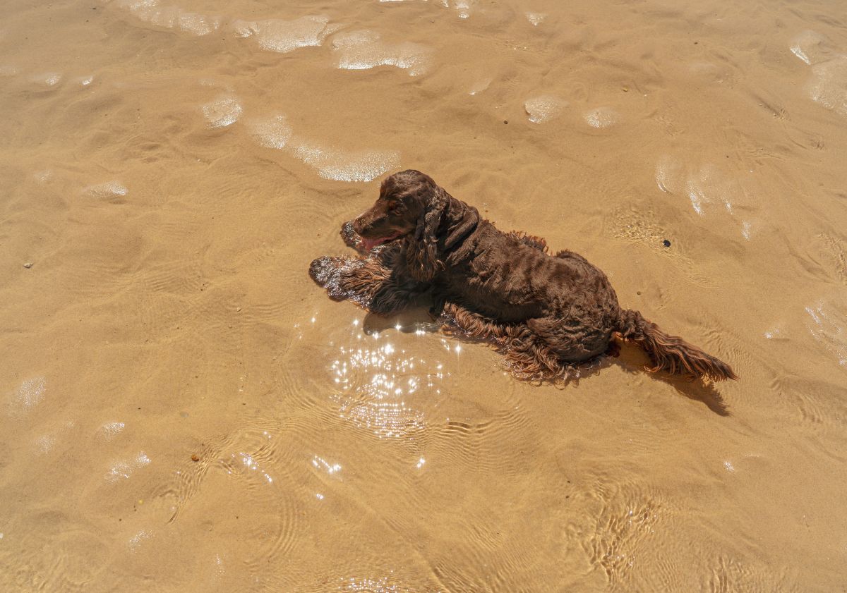 cocker marron dans l'eau à la mer