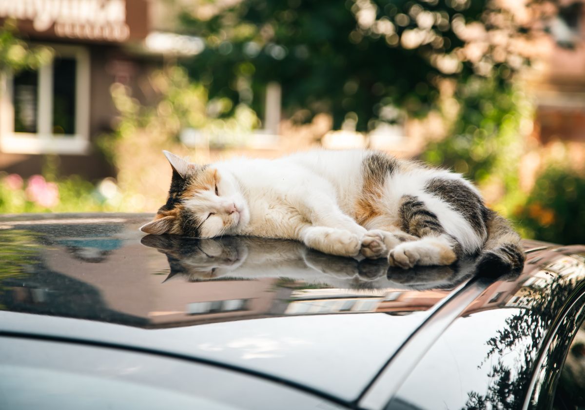 chat allongé sur une voiture