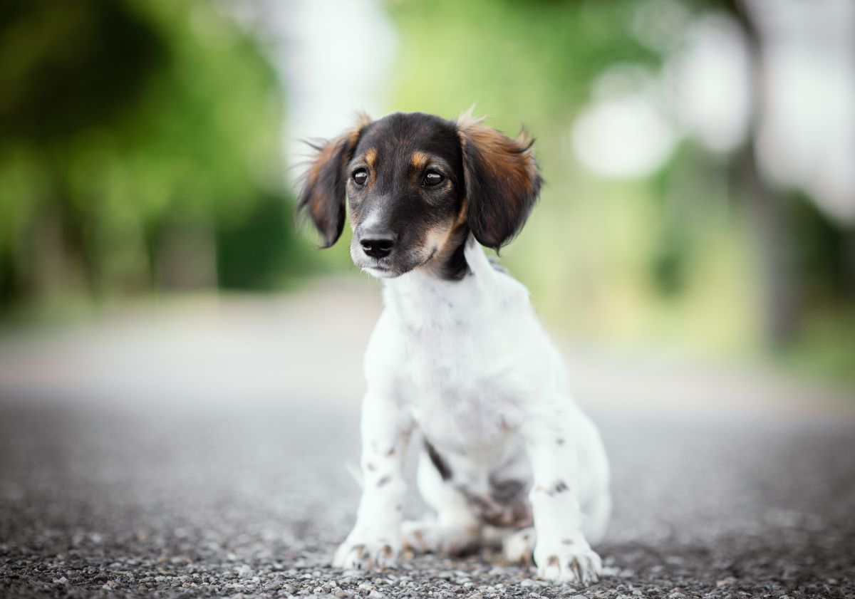 chiot marron et blanc assis sur la route