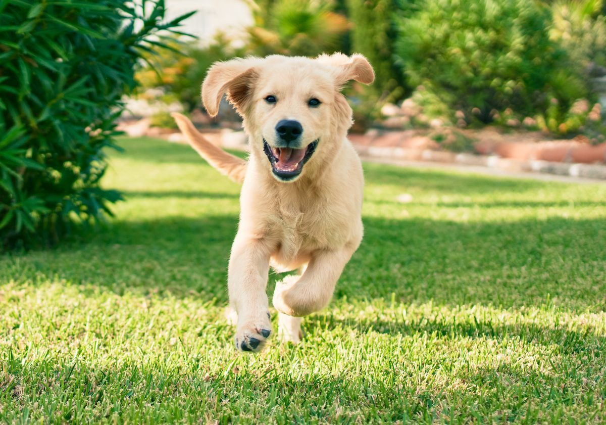 golden retriever qui court dans l'herbe
