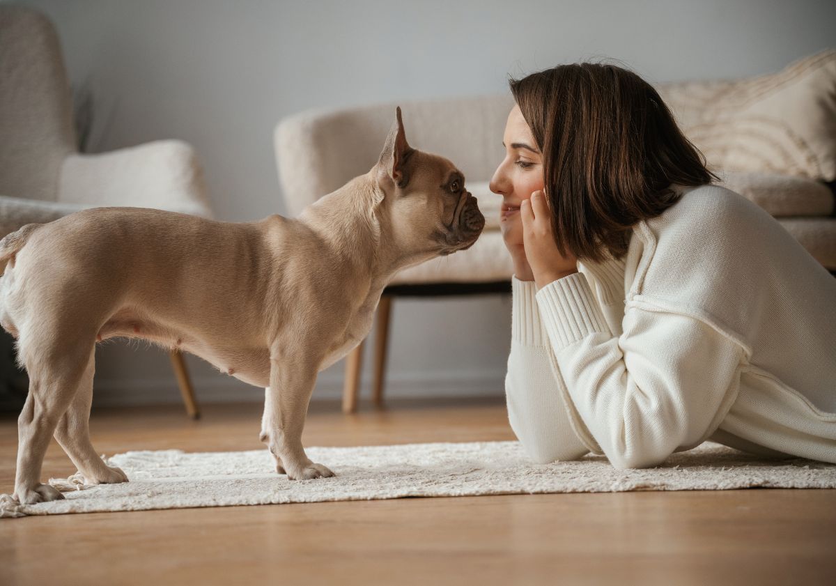 bouledogue français faisant face à sa maîtresse