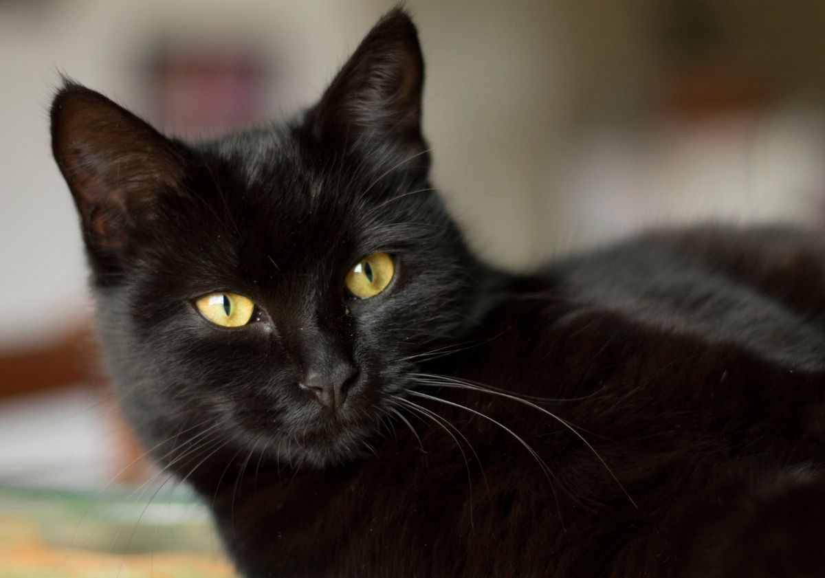 chat noir au pelage soyeux et aux yeux jaunes