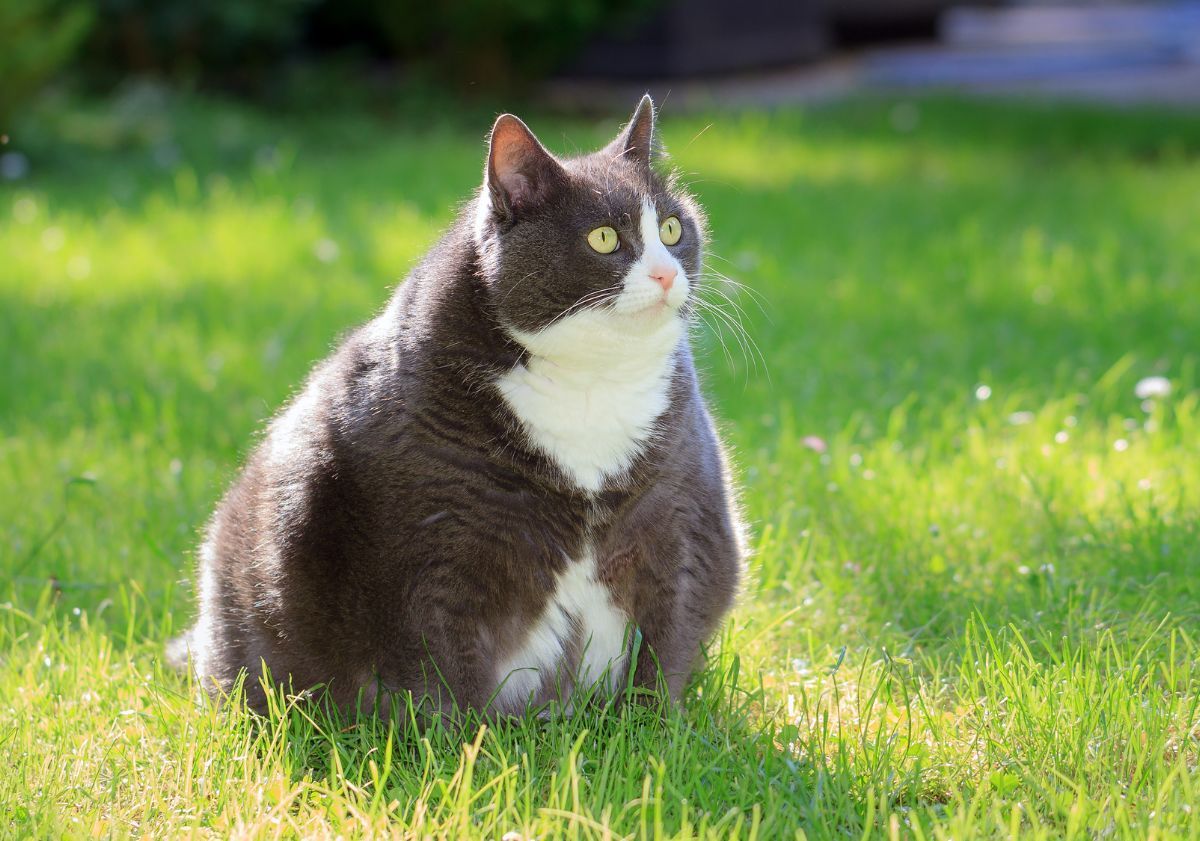 chat obèse gris et blanc assis dans l'herbe