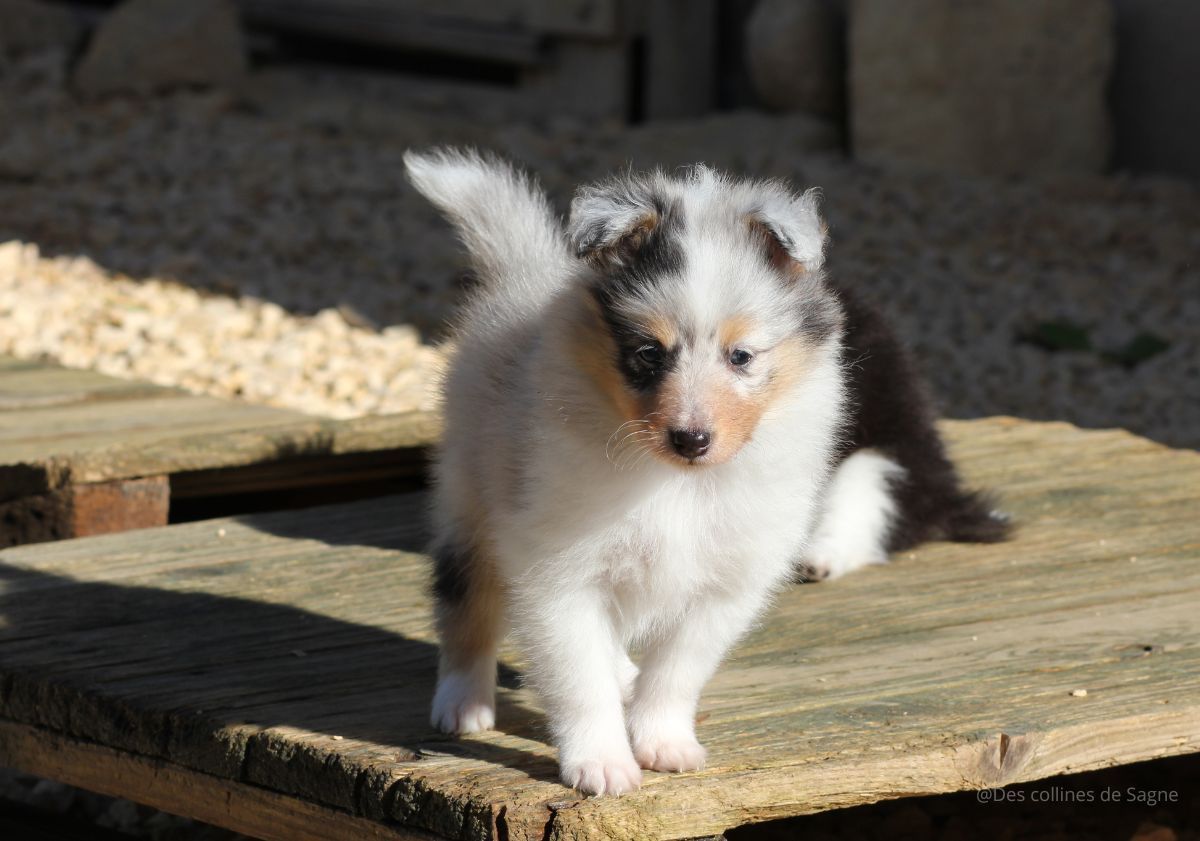chiot sur une planche de bois