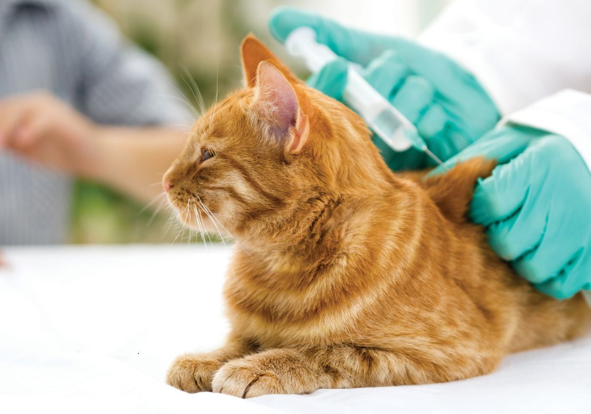 chat roux recevant une injection d'insuline par le vétérinaire