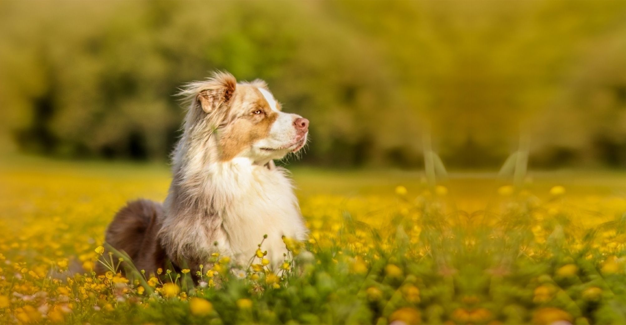 Berger australien en plein air