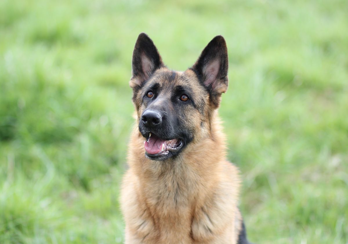 Gros plan sur un Berger Allemand en pleine nature