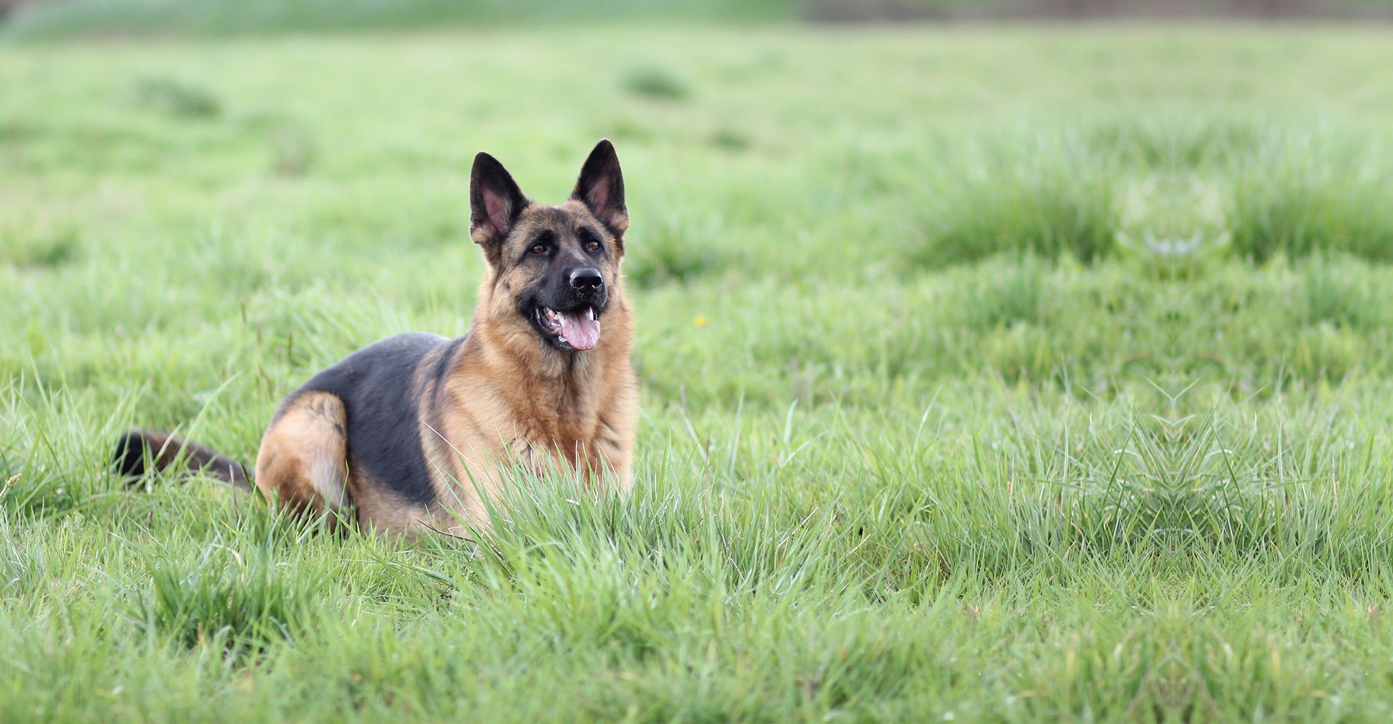 Berger Allemand allongé sur de la pelouse