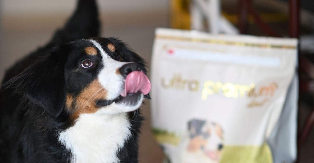 Un chien, la langue tirée, près d'un sac de croquettes Ultra Premium Direct