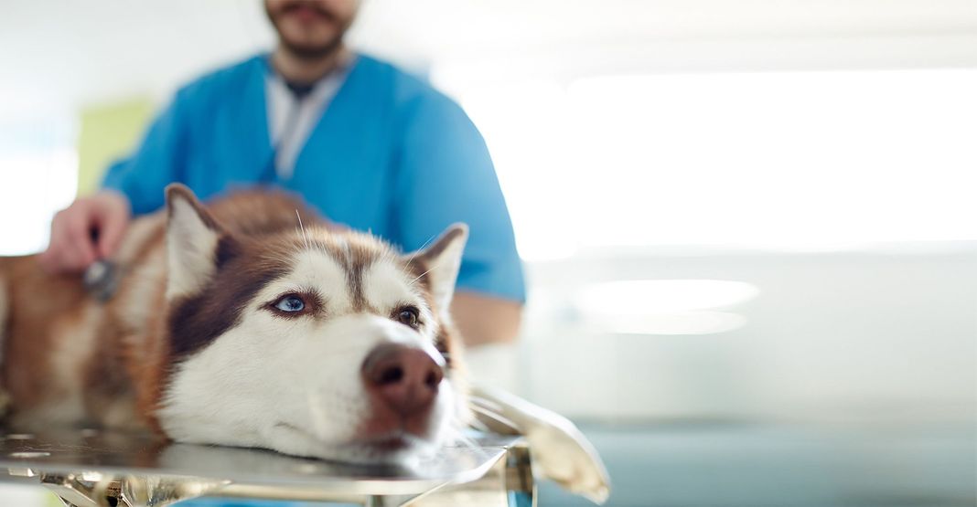 Chien se faisant ausculter par un vétérinaire