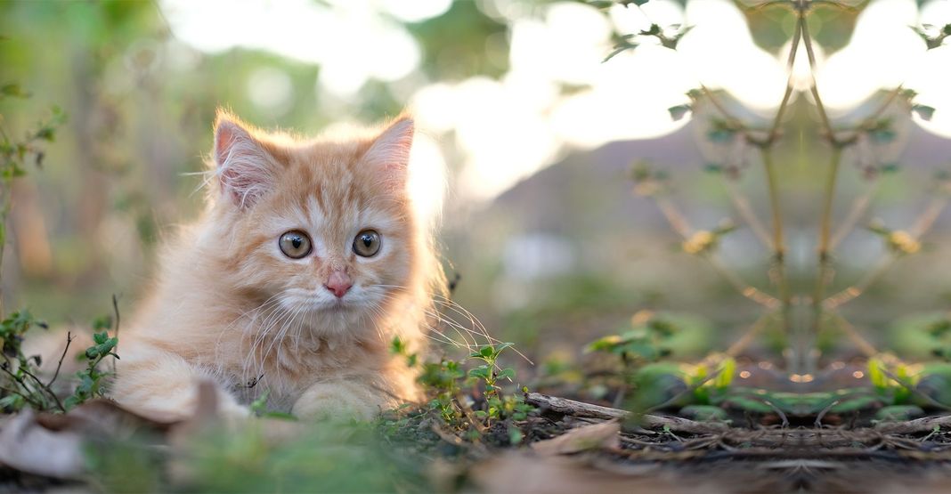 Chaton roux en extérieur