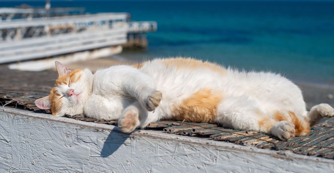Chat dormant en extérieur, proche de la mer