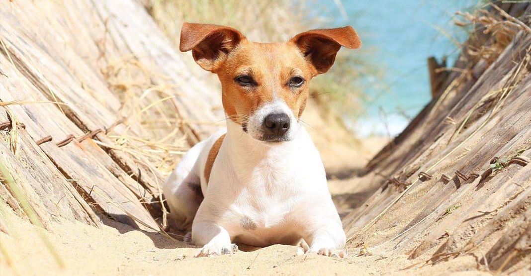 Jack Russel couché dans le sable
