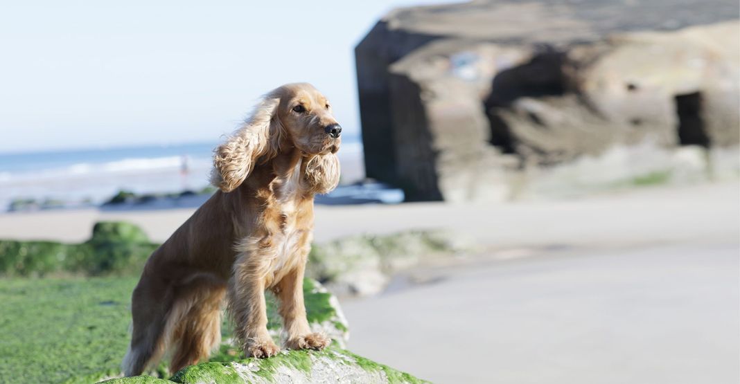 Cocker en plein air