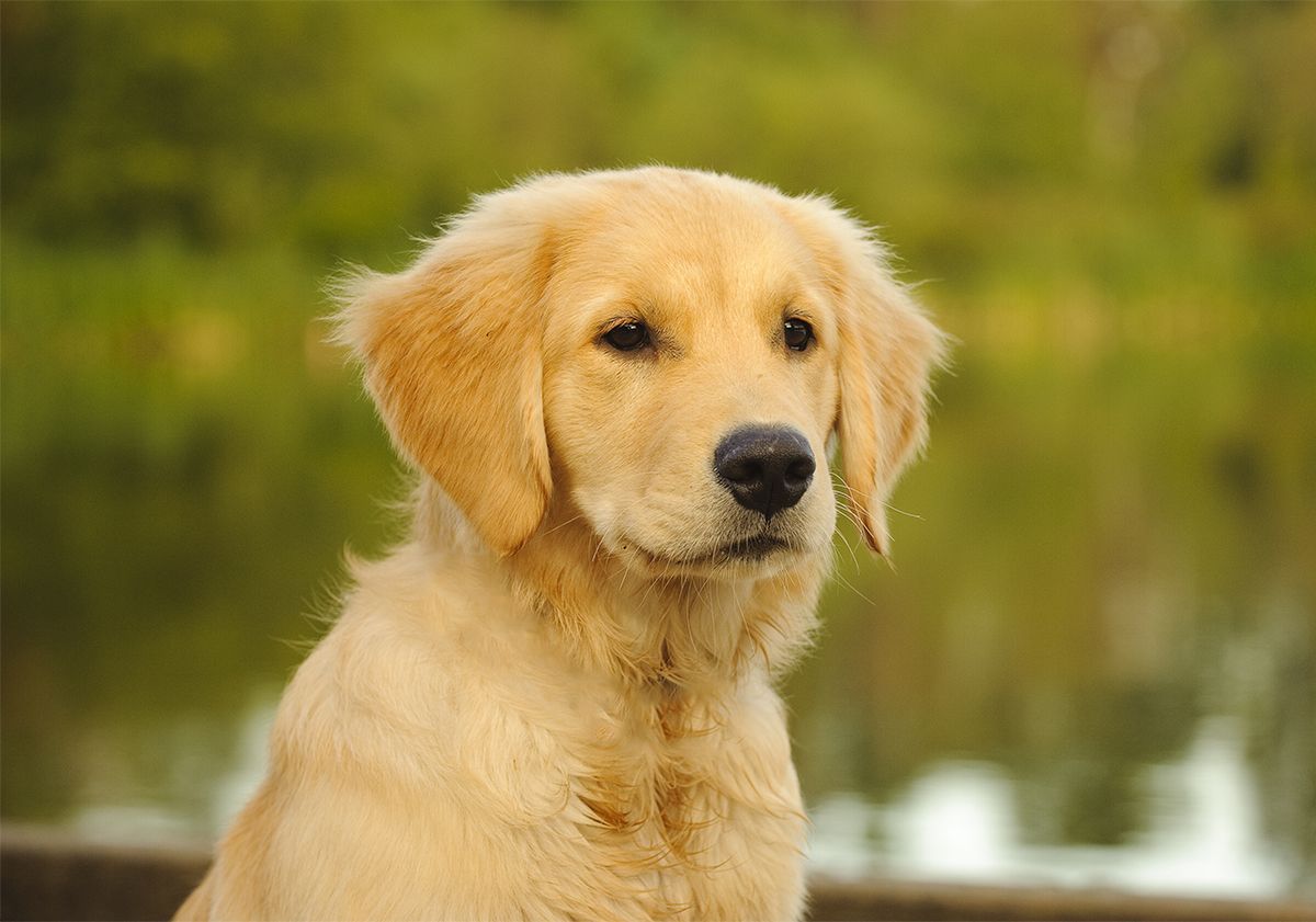 Jeune chien devant un lac