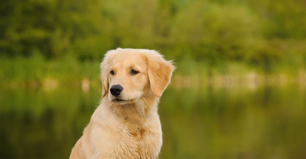 Jeune chien devant un lac