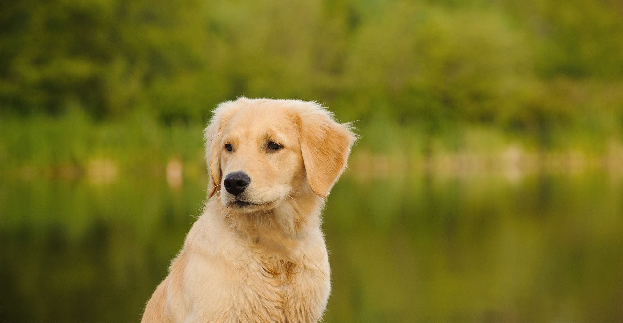 Jeune chien devant un lac