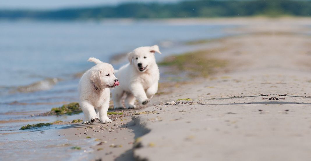 Chiots labrador qui courent sur la plage 