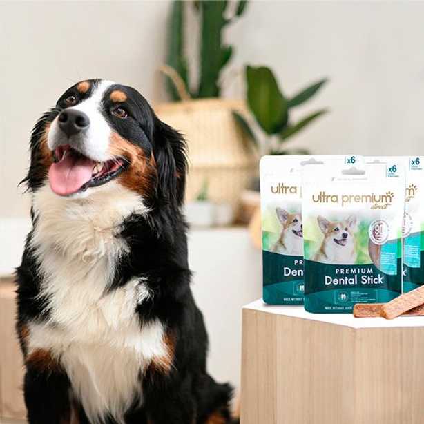 Bouvier bernois à côté des dental sticks Ultra Premium Direct