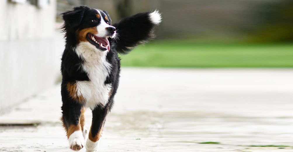 Un chien, la gueule ouverte, court en direction de l'objectif de l'appareil photo