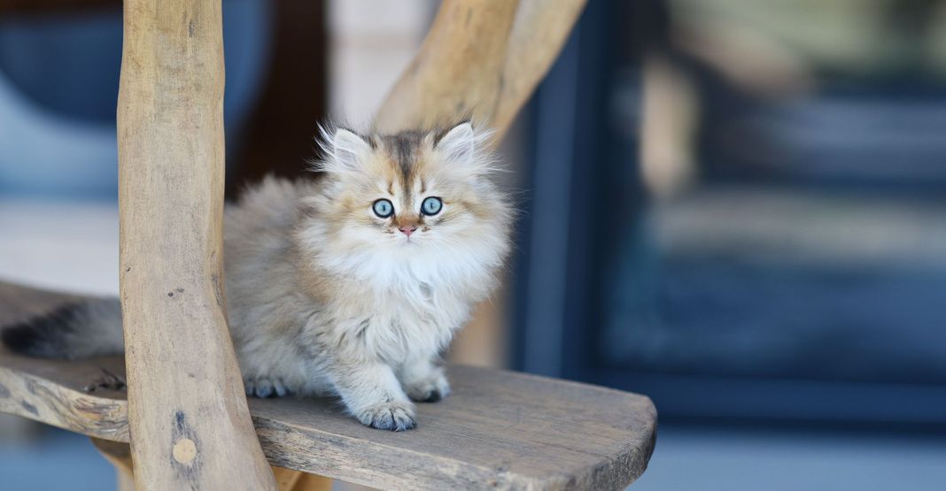Chaton British Longhair