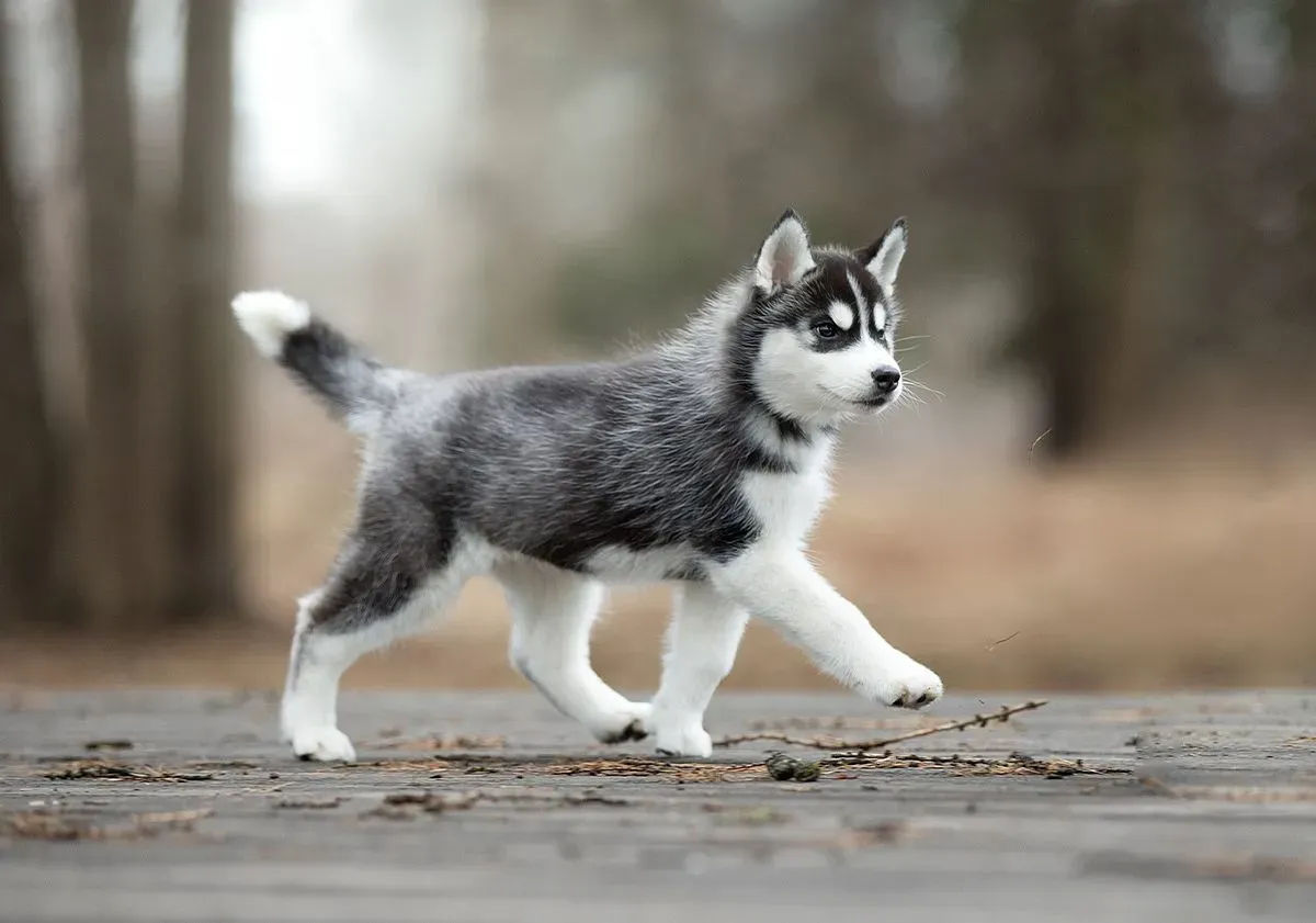 chiot husky marchant dans la forêt
